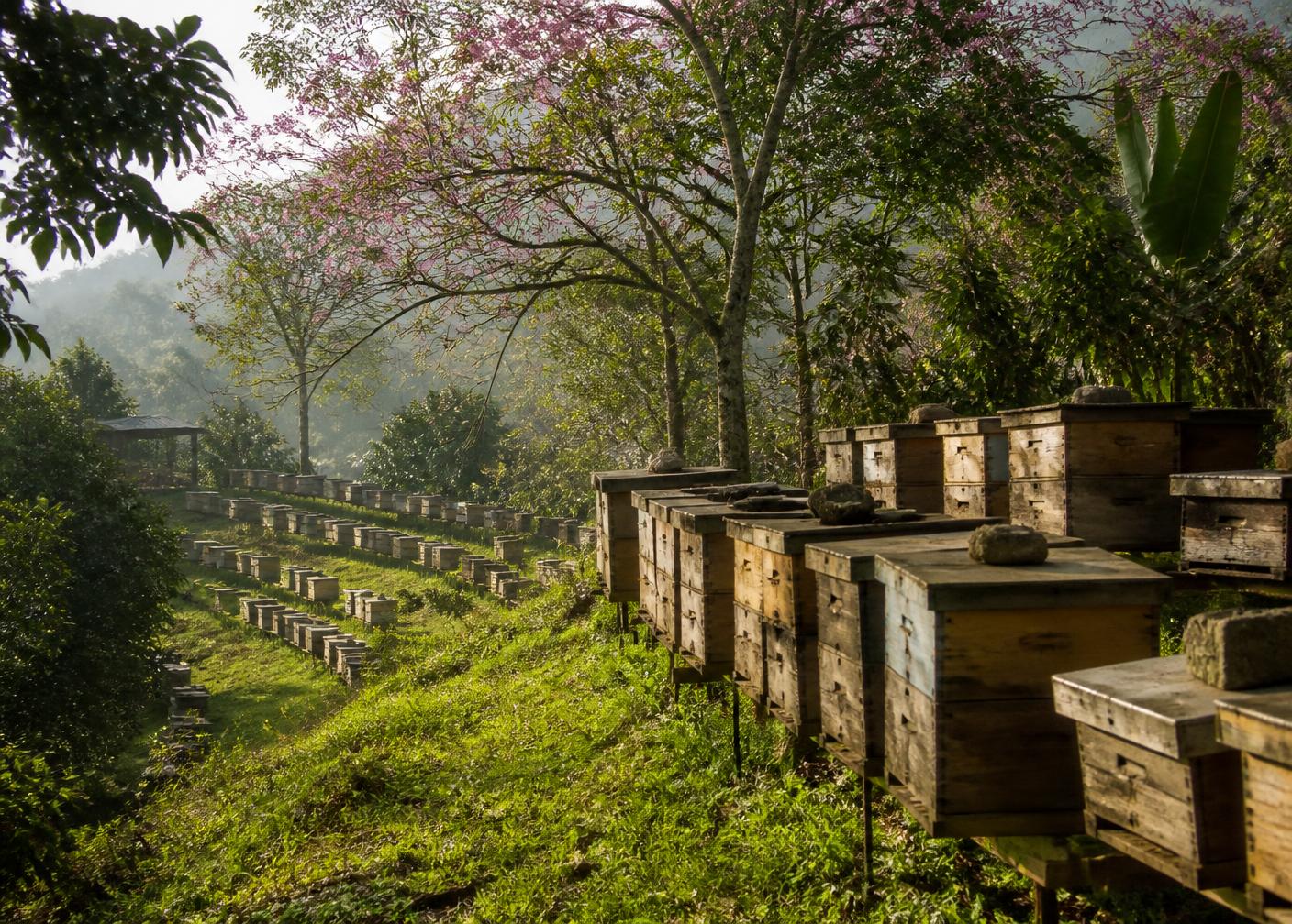 Rows of beehives on a green hillside apiary in Veracruz